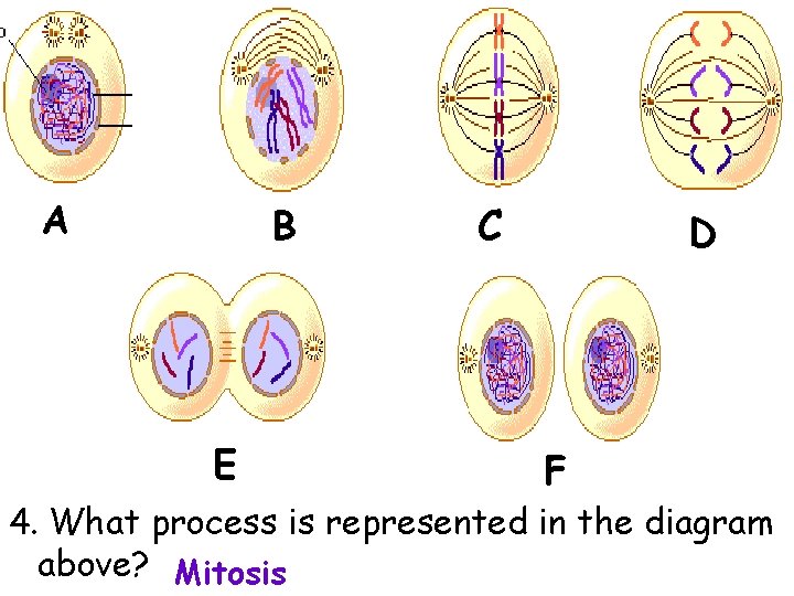 A B E C D F 4. What process is represented in the diagram