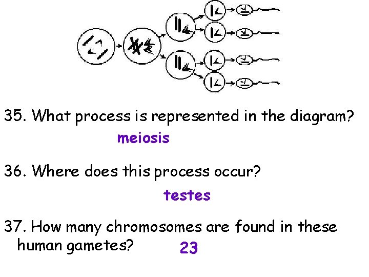 35. What process is represented in the diagram? meiosis 36. Where does this process