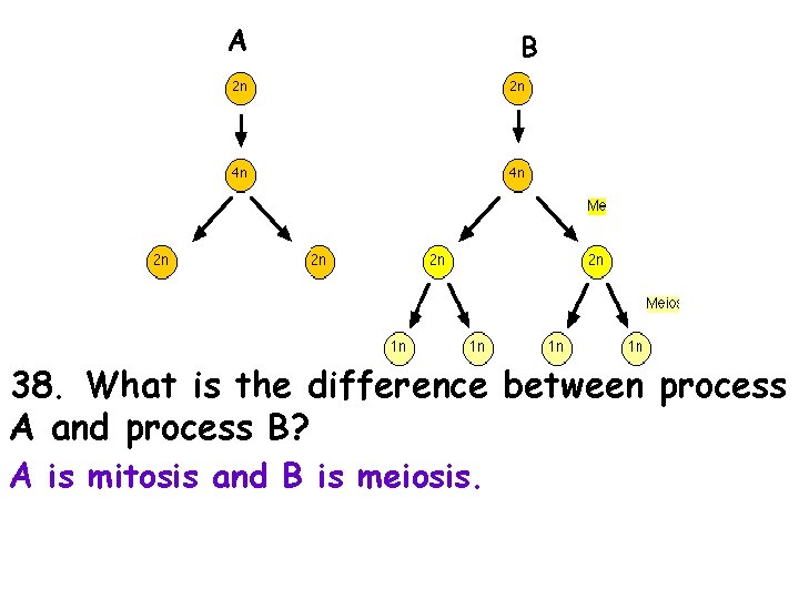 A B 38. What is the difference between process A and process B? A