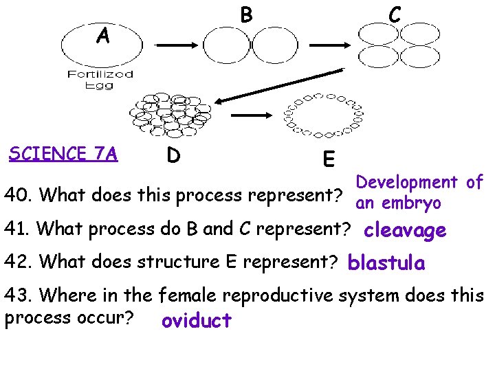 B A SCIENCE 7 A D C E Development of 40. What does this