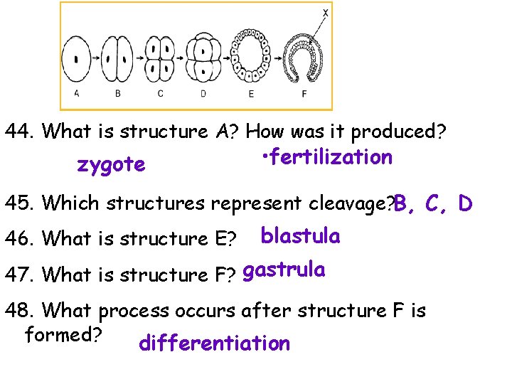 44. What is structure A? How was it produced? zygote • fertilization 45. Which