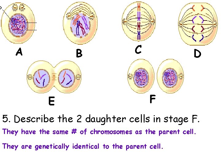 A B E C D F 5. Describe the 2 daughter cells in stage