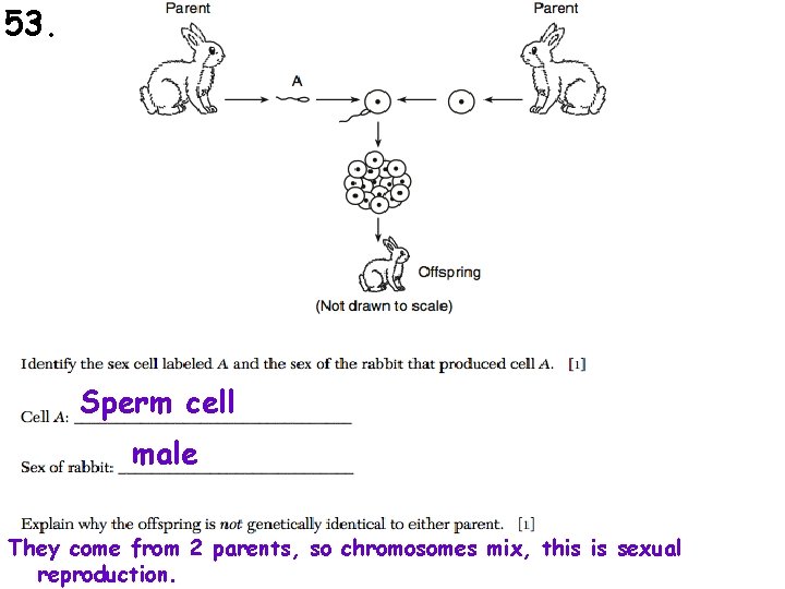 53. Sperm cell male They come from 2 parents, so chromosomes mix, this is