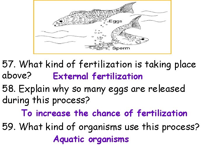 57. What kind of fertilization is taking place above? External fertilization 58. Explain why