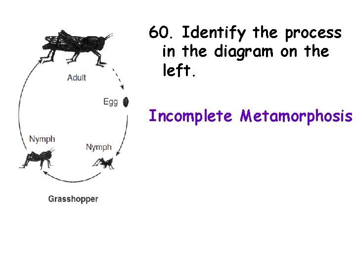 60. Identify the process in the diagram on the left. Incomplete Metamorphosis 