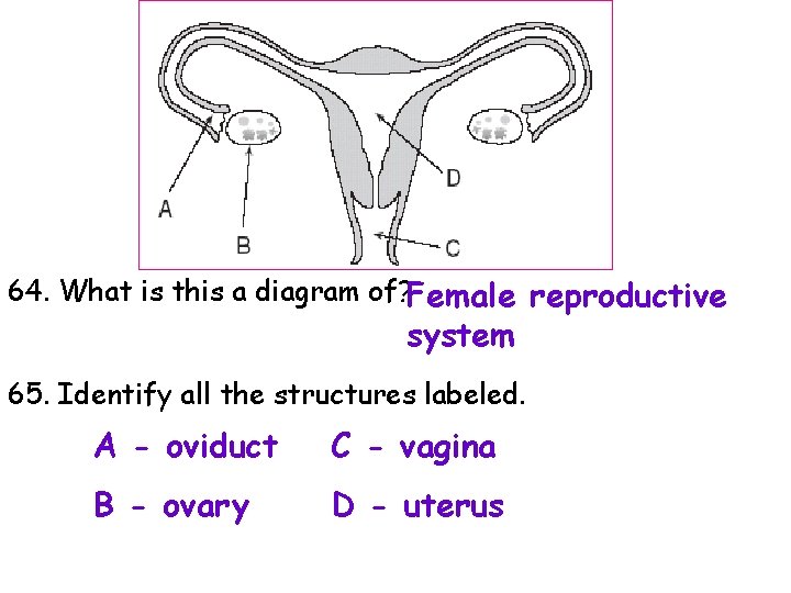 64. What is this a diagram of? Female reproductive system 65. Identify all the