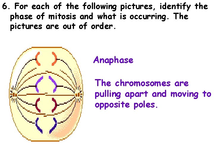 6. For each of the following pictures, identify the phase of mitosis and what