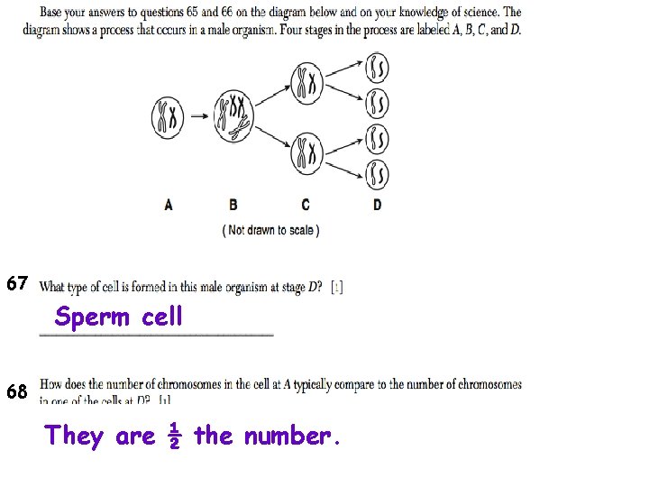 67 Sperm cell 68 They are ½ the number. 