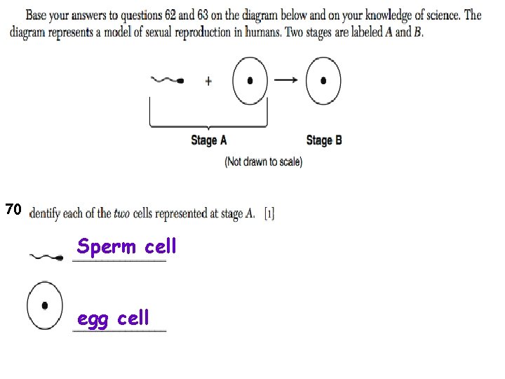 70 Sperm cell egg cell 