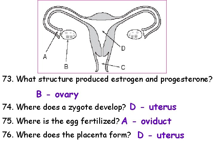 73. What structure produced estrogen and progesterone? B - ovary 74. Where does a