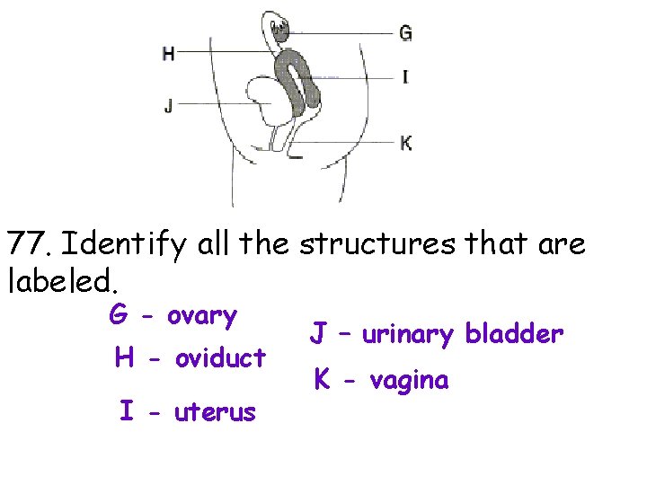 77. Identify all the structures that are labeled. G - ovary H - oviduct