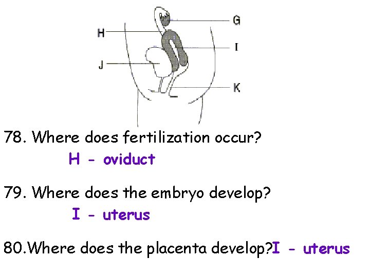 78. Where does fertilization occur? H - oviduct 79. Where does the embryo develop?