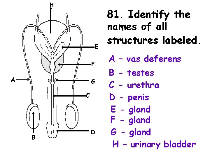 H E F A G C B D 81. Identify the names of all