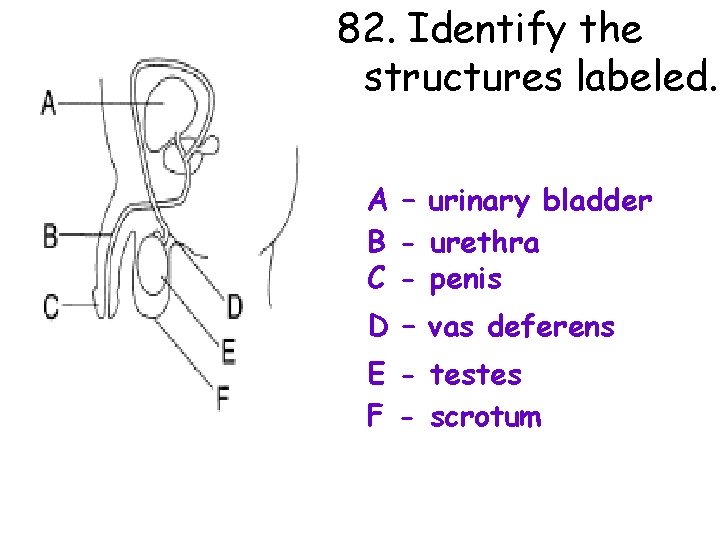 82. Identify the structures labeled. A – urinary bladder B - urethra C -