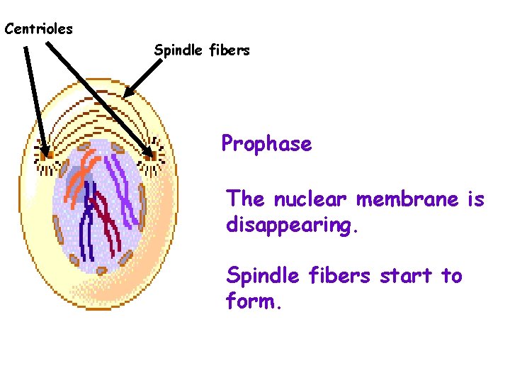 Centrioles Spindle fibers Prophase The nuclear membrane is disappearing. Spindle fibers start to form.