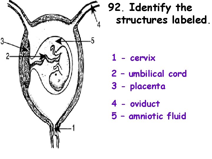 92. Identify the structures labeled. 1 - cervix 2 – umbilical cord 3 -