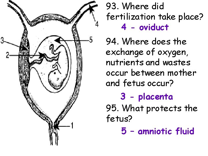 93. Where did fertilization take place? 4 - oviduct 94. Where does the exchange