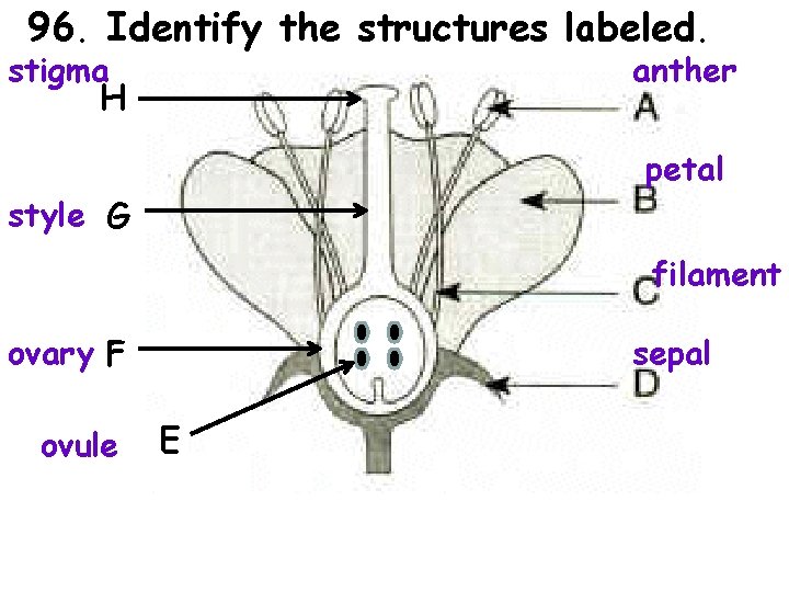 96. Identify the structures labeled. stigma anther H petal style G filament ovary F