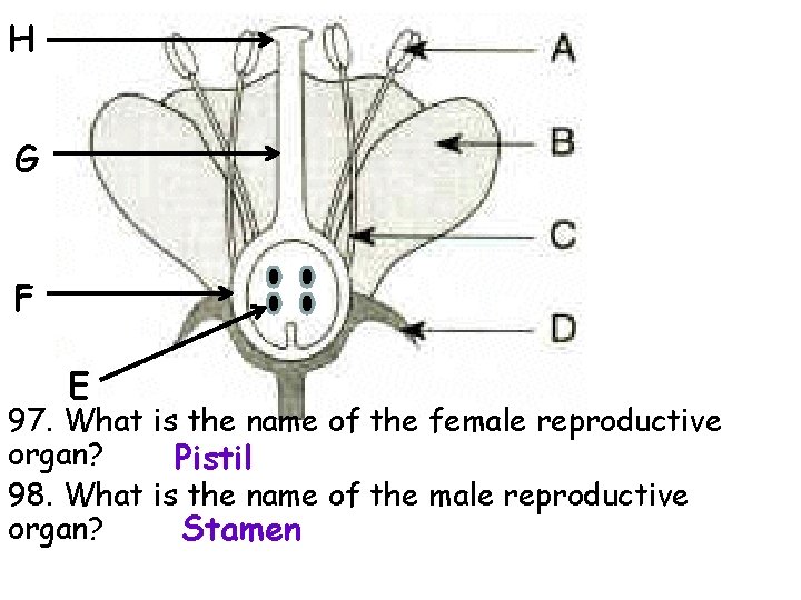 H G F E 97. What is the name of the female reproductive organ?