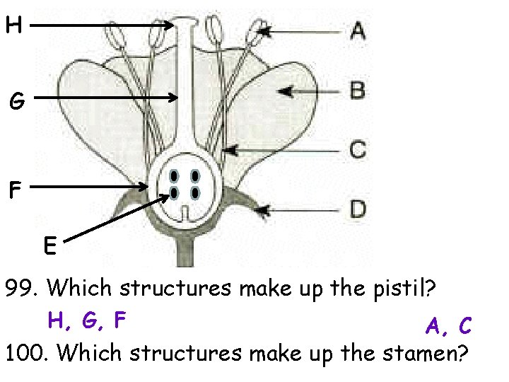 H G F E 99. Which structures make up the pistil? H, G, F