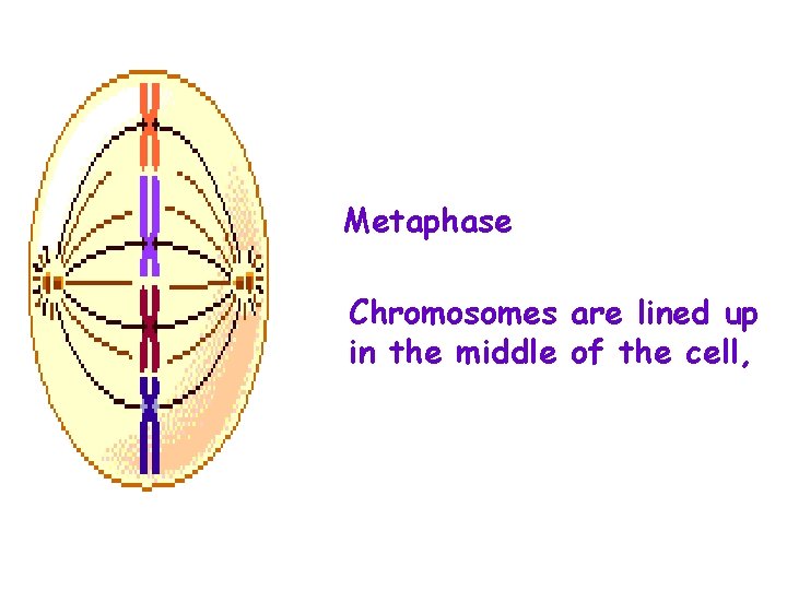 Metaphase Chromosomes are lined up in the middle of the cell, 