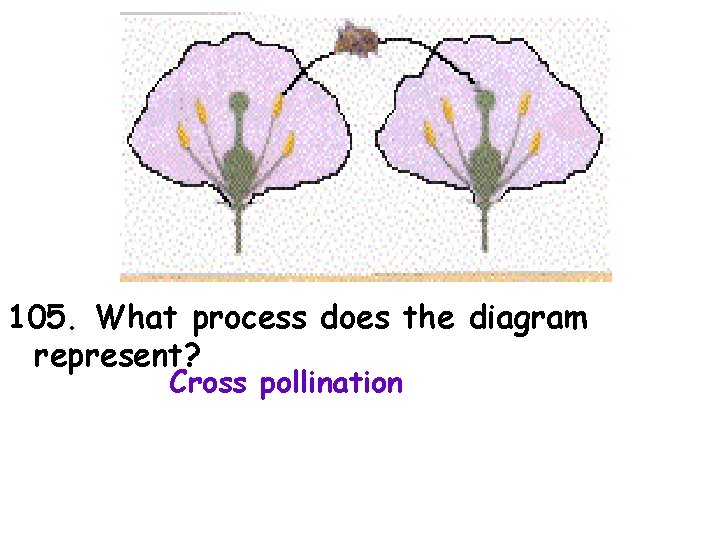 105. What process does the diagram represent? Cross pollination 
