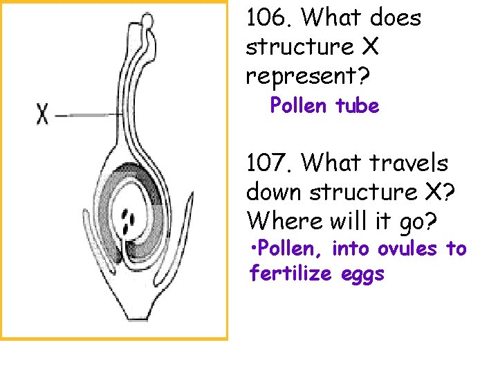 106. What does structure X represent? Pollen tube 107. What travels down structure X?