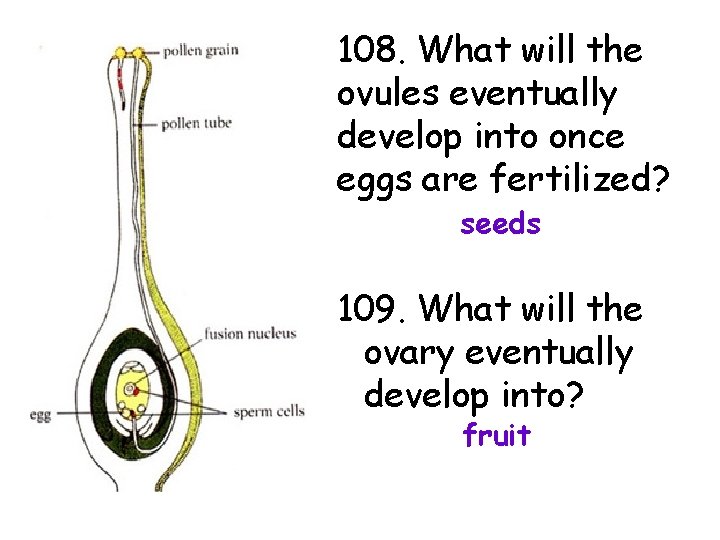 108. What will the ovules eventually develop into once eggs are fertilized? seeds 109.