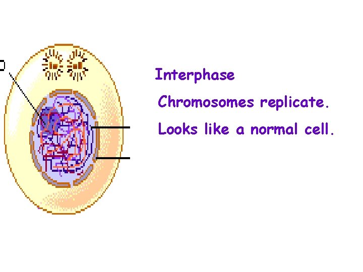 Interphase Chromosomes replicate. Looks like a normal cell. 