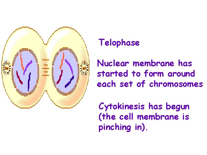 Telophase Nuclear membrane has started to form around each set of chromosomes Cytokinesis has