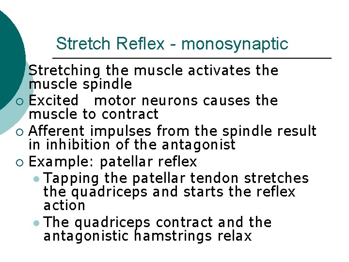 Stretch Reflex - monosynaptic Stretching the muscle activates the muscle spindle ¡ Excited motor