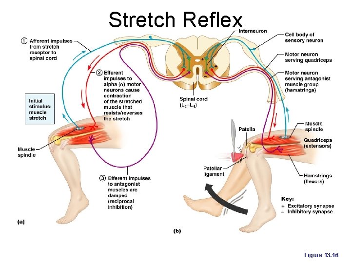 Stretch Reflex Figure 13. 16 