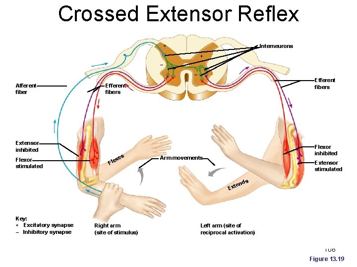 Crossed Extensor Reflex + Interneurons + – Afferent fiber + + – Efferent fibers