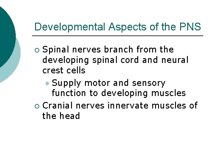 Developmental Aspects of the PNS Spinal nerves branch from the developing spinal cord and