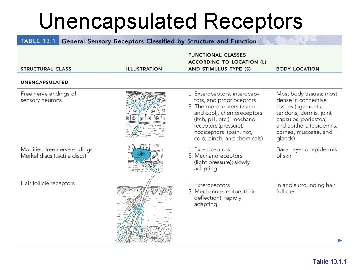 Unencapsulated Receptors Table 13. 1. 1 