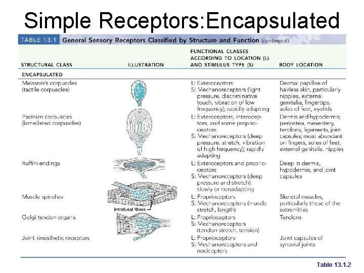 Simple Receptors: Encapsulated Table 13. 1. 2 