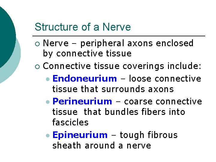 Structure of a Nerve – peripheral axons enclosed by connective tissue ¡ Connective tissue