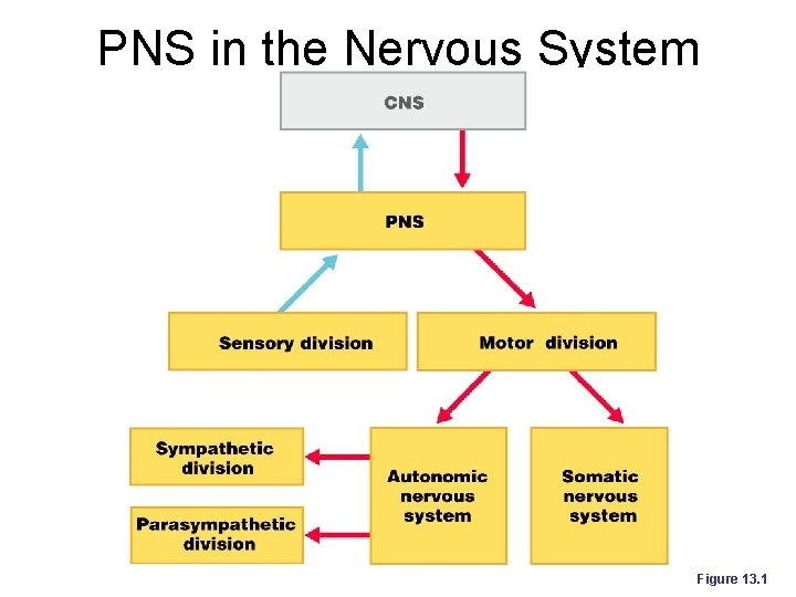 PNS in the Nervous System Figure 13. 1 