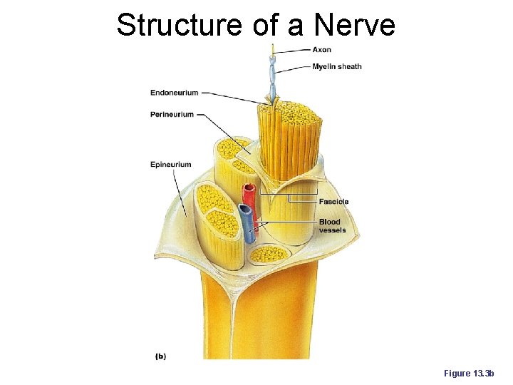 Structure of a Nerve Figure 13. 3 b 