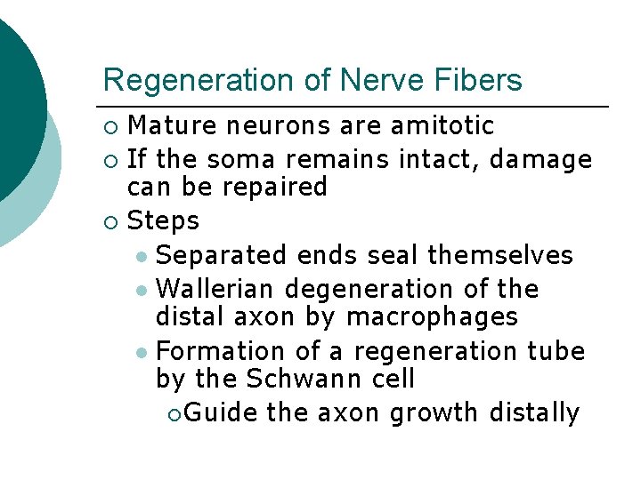 Regeneration of Nerve Fibers Mature neurons are amitotic ¡ If the soma remains intact,