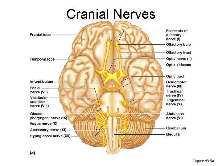 Cranial Nerves Figure 13. 5 a 