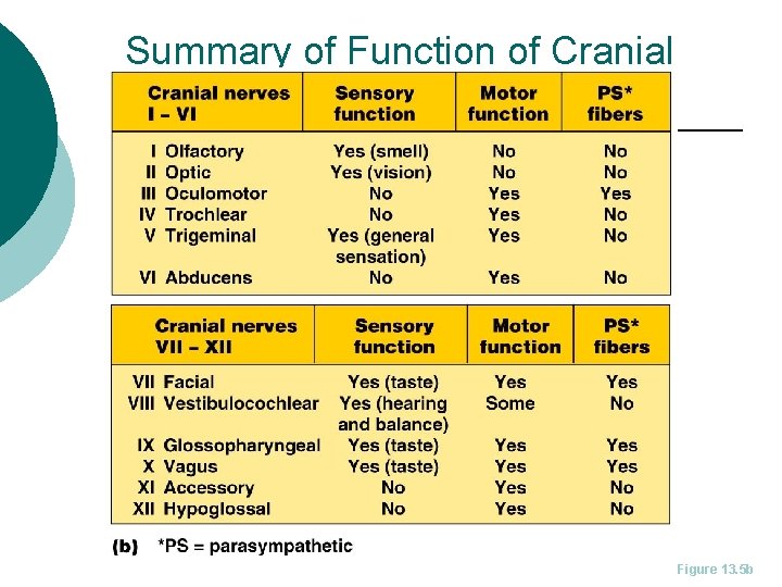 Summary of Function of Cranial Nerves Figure 13. 5 b 