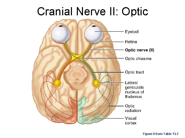 Cranial Nerve II: Optic Figure II from Table 13. 2 