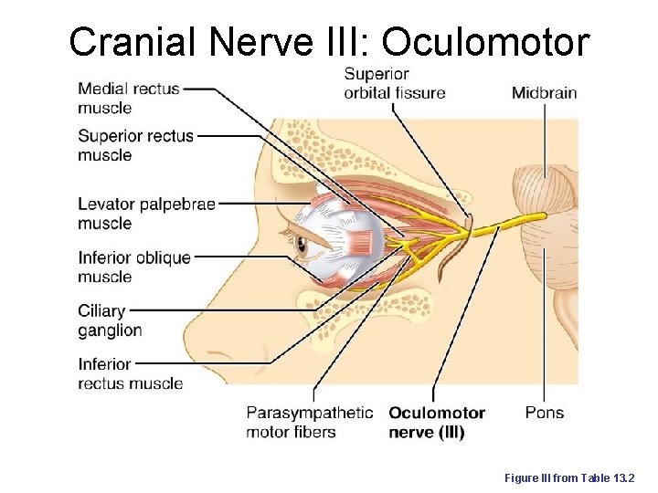 Cranial Nerve III: Oculomotor Figure III from Table 13. 2 