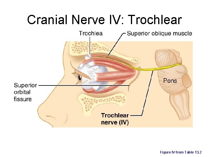 Cranial Nerve IV: Trochlear Figure IV from Table 13. 2 