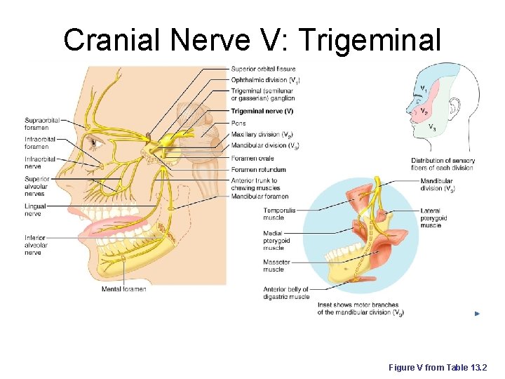 Cranial Nerve V: Trigeminal Figure V from Table 13. 2 