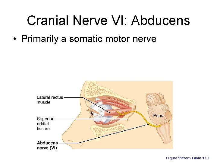 Cranial Nerve VI: Abducens • Primarily a somatic motor nerve Figure VI from Table