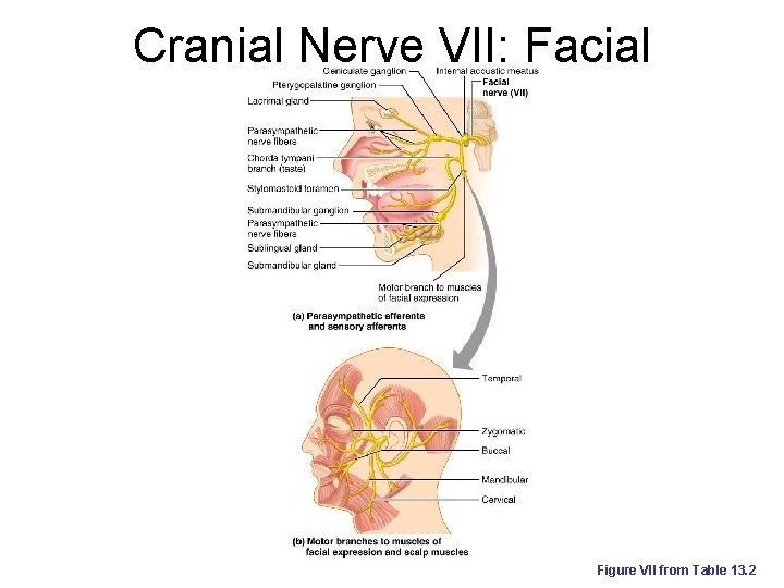 Cranial Nerve VII: Facial Figure VII from Table 13. 2 