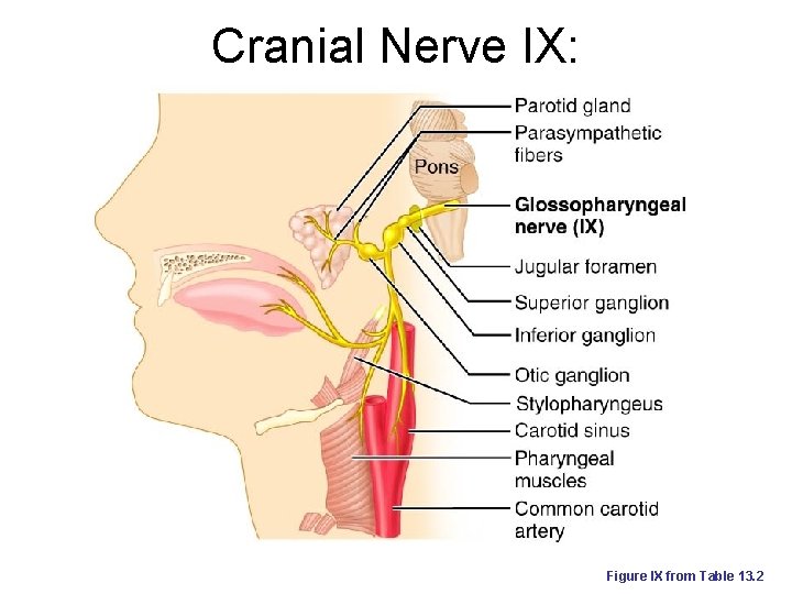 Cranial Nerve IX: Glossopharyngeal Figure IX from Table 13. 2 