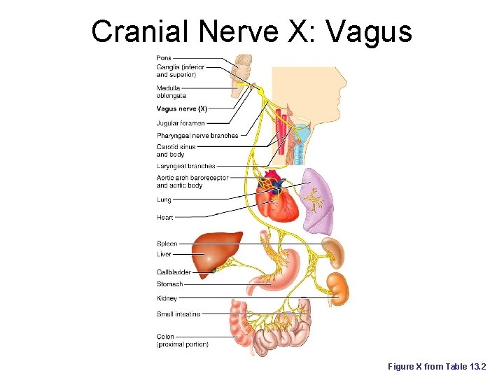 Cranial Nerve X: Vagus Figure X from Table 13. 2 